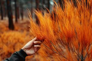 hand rörande torkades gren tall träd i gul orange nålar krona efter brand och onormal torka klimat förändra och skog ekosystem återhämtar sig mänsklig påverkan på natur begrepp generativ ai foto