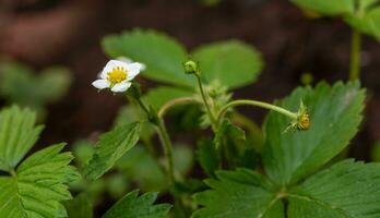 jordgubb växt med vit blomma foto