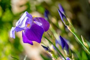 iris blomma stänga upp foto