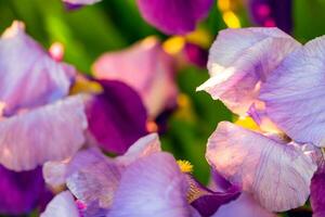 iris blommor i trädgård foto