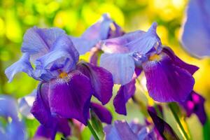 iris blommor i trädgård foto