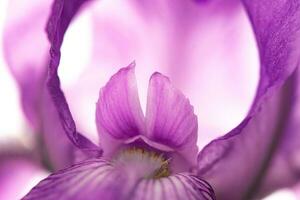 iris blomma på vit bakgrund foto