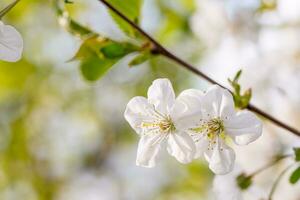 körsbär blomma på gren blomma foto