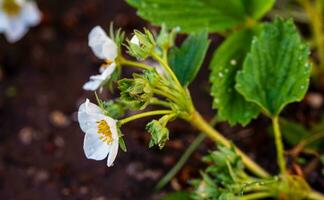 jordgubb växt vit blommor blomma foto