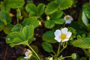 jordgubb växt vit blommor blomma foto