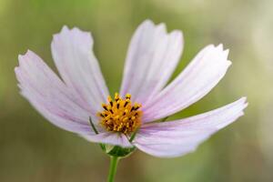 lila cosmo blomma stänga upp foto