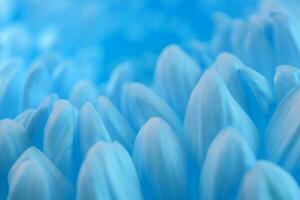 blå gerbera blomma kronblad bakgrund foto