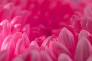 rosa gerbera kronblad bakgrund foto