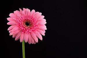 rosa daisy gerbera blomma foto