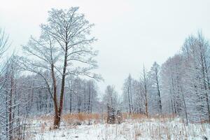 landskap. frysta vinter- skog med snö täckt träd. foto