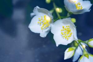 vit jasmin grenen fina vårblommor foto