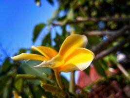 plumeria blomma gul och vit frangipani tropisk blomma, plumeria blomma blomning på träd, spa blomma. naturlig avkopplande bakgrund. läkning och uppfriskande begrepp. foto