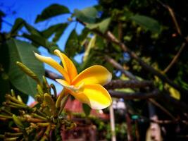 plumeria blomma gul och vit frangipani tropisk blomma, plumeria blomma blomning på träd, spa blomma. naturlig avkopplande bakgrund. läkning och uppfriskande begrepp. foto