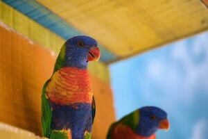 jardin d'acklimatisering, Frankrike, regnbåge lorikeet, är en arter av papegoja hittades i Australien. den är allmänning längs de östra kusten, från nordlig queensland till söder Australien. foto