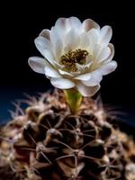 gymnocalycium kaktusblomma vit och brun färg känsligt kronblad foto