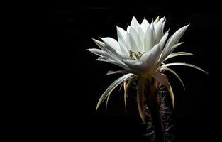 vit färg med fluffig hårig av kaktusblomma på svart bakgrund foto