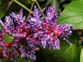 aechmea blue tango bromeliad blå och röd växt, vacker lila foto