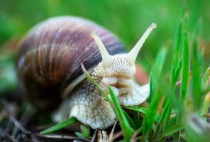 trädgård, druva snigel äter gräs cepaea hortensis, helix pomatia, vinröd snigel, ätlig snigel, sniglar. livsmiljö. närbild bild. makro foto