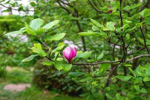 ung knopp magnolia blomma på gren, rustica rubra, x soulangeana, liliiflora. begrepp av vår säsong. blomstrande av de magnolia träd på vår dag, vår blomma. uppvaknande liv. landskap design foto