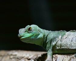 de plumad basilisk i de paris zoologiska parkera, förr känd som de bois de vincennes, 12th arrondissement av paris, som omslag ett område av 14.5 hektar foto