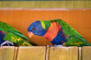 jardin d'acklimatisering, Frankrike, regnbåge lorikeet, är en arter av papegoja hittades i Australien. den är allmänning längs de östra kusten, från nordlig queensland till söder Australien. foto