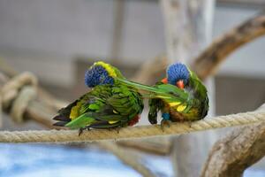 jardin d'acklimatisering, Frankrike, regnbåge lorikeet, är en arter av papegoja hittades i Australien. den är allmänning längs de östra kusten, från nordlig queensland till söder Australien. foto