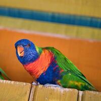 jardin d'acklimatisering, Frankrike, regnbåge lorikeet, är en arter av papegoja hittades i Australien. den är allmänning längs de östra kusten, från nordlig queensland till söder Australien. foto