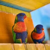 jardin d'acklimatisering, Frankrike, regnbåge lorikeet, är en arter av papegoja hittades i Australien. den är allmänning längs de östra kusten, från nordlig queensland till söder Australien. foto