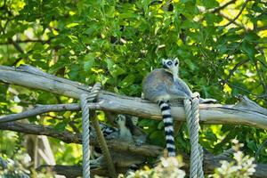 de ring-tailed lemur Sammanträde på gren i de paris zoologiska parkera, förr känd som de bois de vincennes, 12th arrondissement av paris, som omslag ett område av 14.5 hektar foto