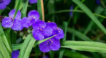 skön blommor av ultramarin Färg närbild, makro. virginia spindelnät buske tradescantia virginiana. tradescantia ohiensis, vanligen känd som de blå jacka blomma eller ohio spindelört. foto