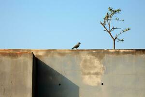 en fågel Sammanträde på en betong vägg Nästa till en träd generativ ai foto