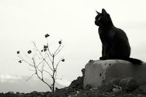 en svart och vit Foto av en katt Sammanträde på en sten generativ ai