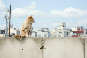 ett orange och vit katt Sammanträde på de kant av en betong vägg generativ ai foto