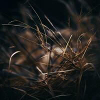 en stänga upp av några torr gräs i de mörk generativ ai foto