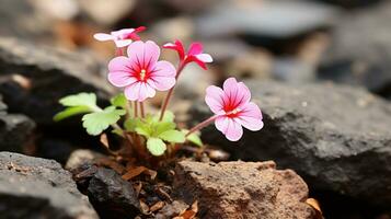 en små rosa blomma är växande ut av några stenar generativ ai foto