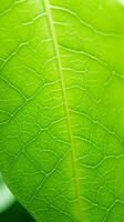 en stänga upp se av en grön blad generativ ai foto