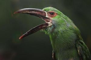 crimson rumped toucanet foto