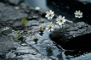 vit blommor på stenar i vatten med vatten droppar generativ ai foto