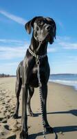en majestätisk bra dansken stående på en strand med en svart koppel foto