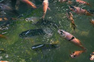 stänga upp av olika koi fisk simning i en damm. skön, exotisk, färgrik, bokeh bakgrunder. foto