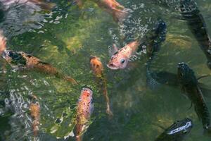 stänga upp av olika koi fisk simning i en damm. skön, exotisk, färgrik, bokeh bakgrunder. foto