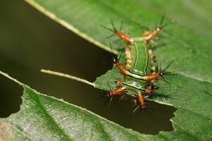 bild av sveda nässla snigel larv kopp fjäril, limakodidae grön marodör på grön löv. insekt. mask. djur. foto