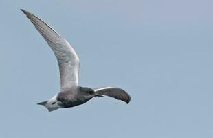 vuxen svart tärna - chlidonias niger - skarp sväng i flyg i blå himmel med sprids vingar foto