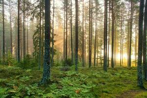 tall skog förbi en skog sjö på soluppgång i Sverige. Sol strålar lysande genom de träd foto