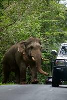 skön manlig elfenben elefant i khaoyai nationell parkera, ett av de mest Viktig naturlig helgedomar i thailand. foto