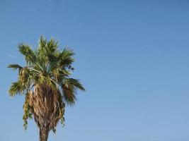palm över blå himmel