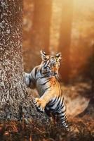 siberian tiger panthera tigris altaica detaljporträtt foto