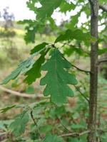 grönt snidat blad på en ung ekgren foto