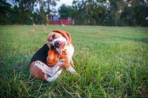 en söt beagle hund kliar sig kropp utomhus- på de grön gräs fält. foto