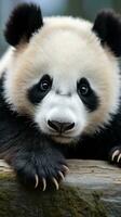 en närbild av en pandor Tass med dess unik foto